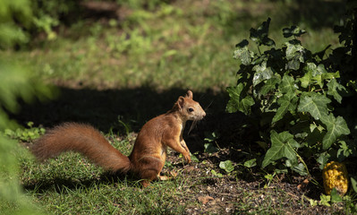 Squirrel in the garden