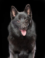 Schipperke dog on Isolated Black Background in studio