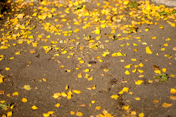 yellow tree leaves laying on asphalt in autumn
