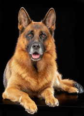 German Shepherd Dog  Isolated  on Black Background in studio