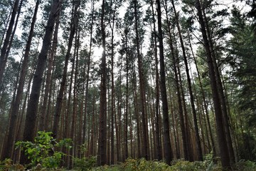 Fototapeta premium Forest