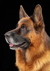 German Shepherd Dog  Isolated  on Black Background in studio