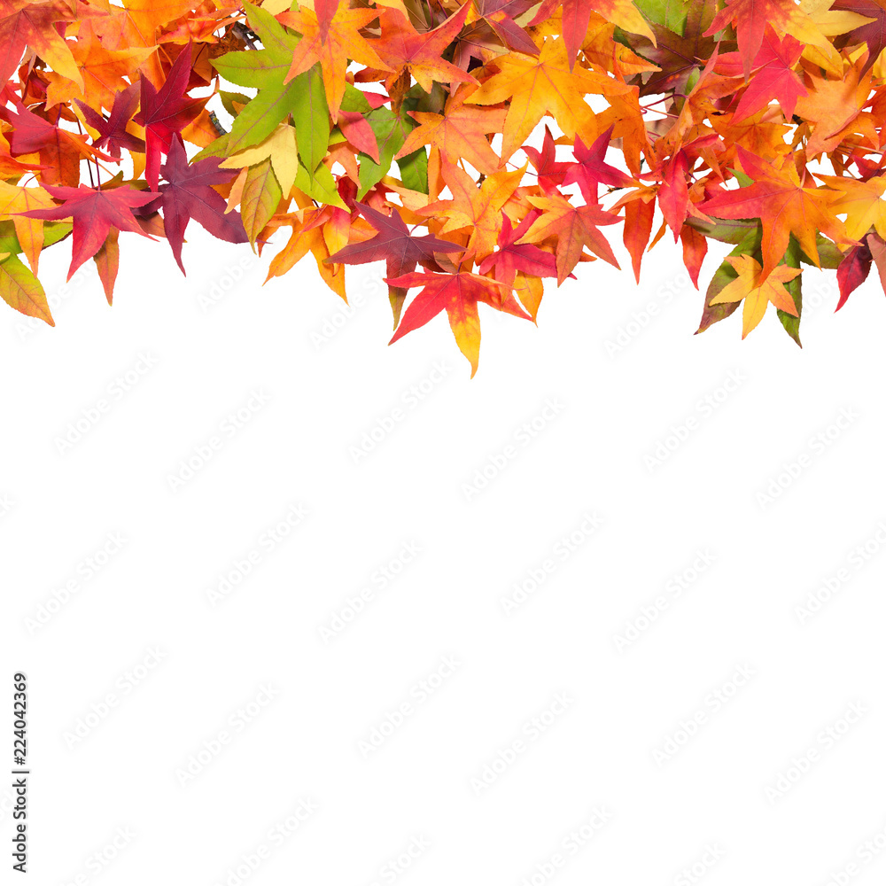 Canvas Prints autumn maple leaves white background square image