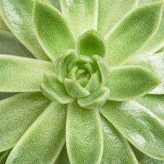 Succulent plant top view square
