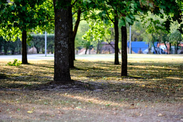 birch trees with yellow and green leaves in autumn