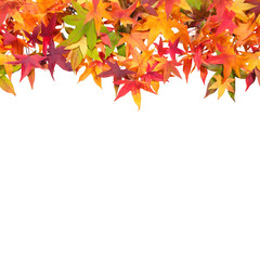 Autumn maple leaves white background Square image