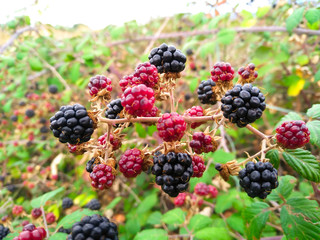 HORIZONTAL PHOTO OF BLACKBERRIES IN THE BRAMBLE IN A CLEAR SUNNY DAY