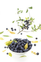 Schlehen in einer Schale und Beeren am Ast