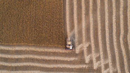 Harvester machine working in field . Combine harvester agriculture machine harvesting golden ripe...