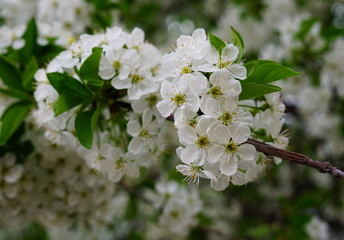 flowers of a tree in spring