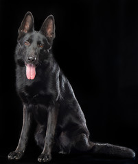 German Shepherd Dog  Isolated  on Black Background in studio