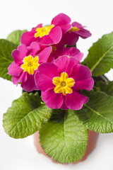 Pink primrose (Primula) flower in flowerpot on white background