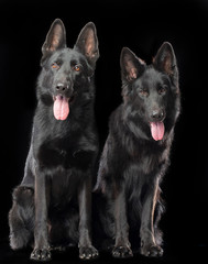 German Shepherd Dog  Isolated  on Black Background in studio