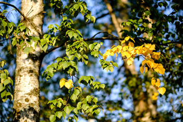 Fototapeta premium birch trees with yellow and green leaves in autumn