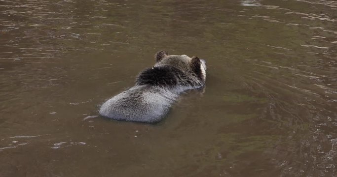 The grizzly bear is a large population of the brown bear inhabiting North America.
