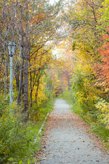 Fototapeta na wymiar Path in autumn forest