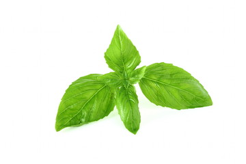 fresh basil leaf isolated on whit background