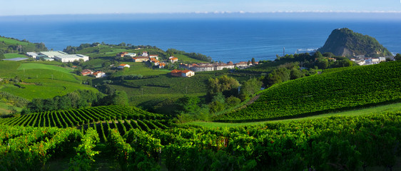 Vineyards and farms for the production of white wine with the sea in the background.