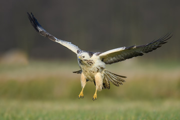 Flight over the meadow/Common Buzzard