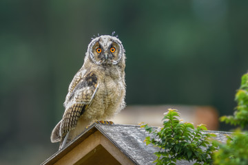 Owl in the spring season\Long-eared Owl