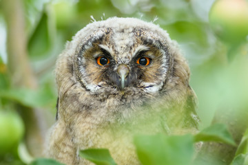 Owl on the tree in the spring season\Long-eared Owl