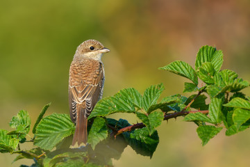 on a twig in the morning/Red-backed Shrike 