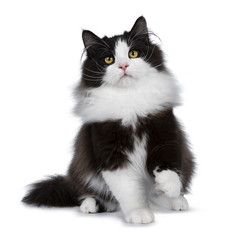 Adorable black smoke Siberian cat kitten sitting / playing facing front looking up with bright...