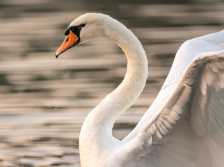 swan