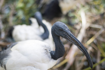 A white bird with a long beak.