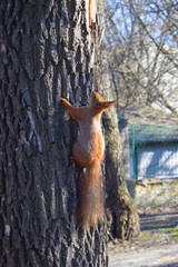 Red squirrel 