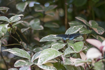 Fototapeta premium Blue butterfly on leaves.