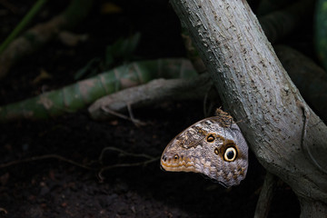 Nahaufnahme eines Schmetterlings