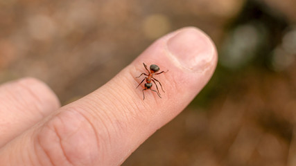 Forest ant on a finger.