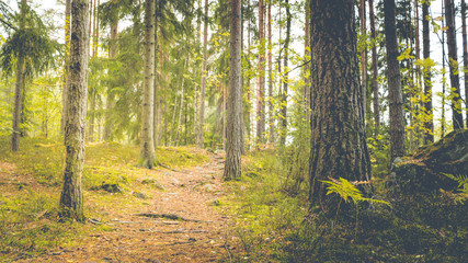 Path through the forest at September.