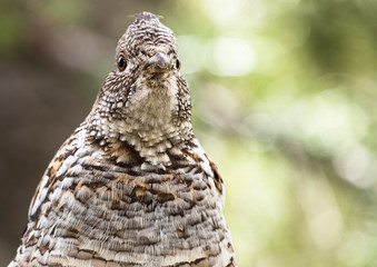 grouse