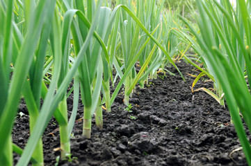  organically cultivated garlic plantation in the vegetable garden