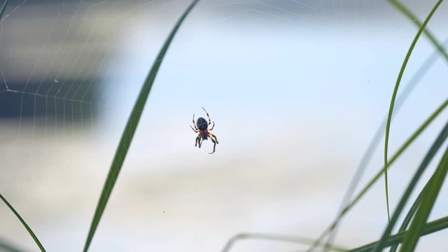 Garden spider with cross on back on web