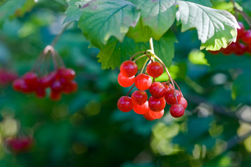 Viburnum berries grow in the garden