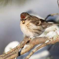Common Redpoll