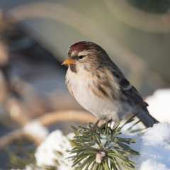 Common Redpoll