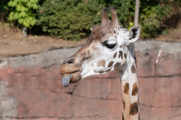 Rothschildgiraffe