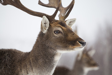 Deer close-up