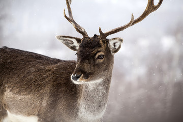 Deer in wintertime