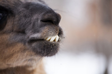 Fototapeta premium Close up on a lama