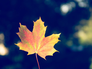autumn  background with bright yellow and red single  leaf in center of dark background