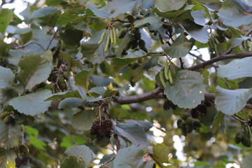  Seeds of alders