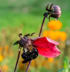 Hummel