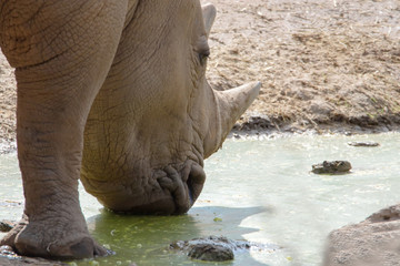 Nashorn