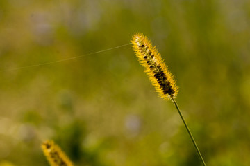 a beautiful spikelet with a spider web is illuminated by the setting sun