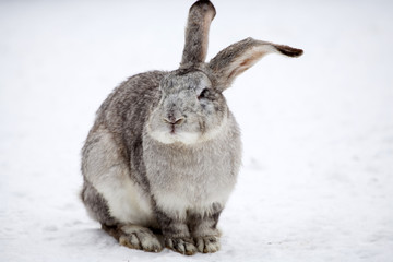 Rabbit in wintertime